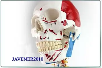 Новост 170 см, анатомический скелет на мъж в естествена големина, медицински модел на мускулите + поставка